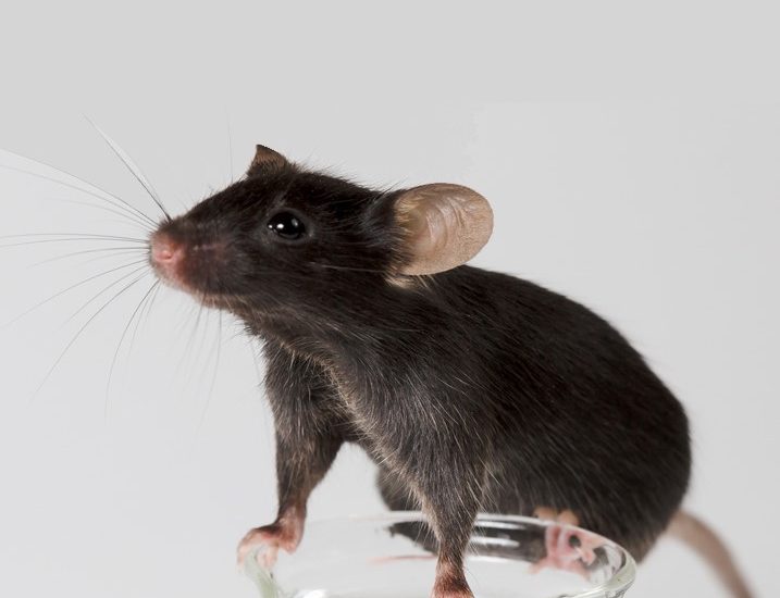 Mouse balancing on a glass beaker