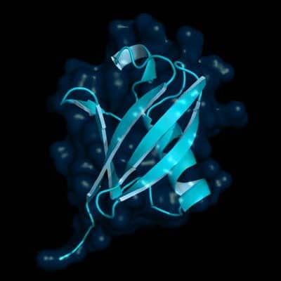 Folded protein structure